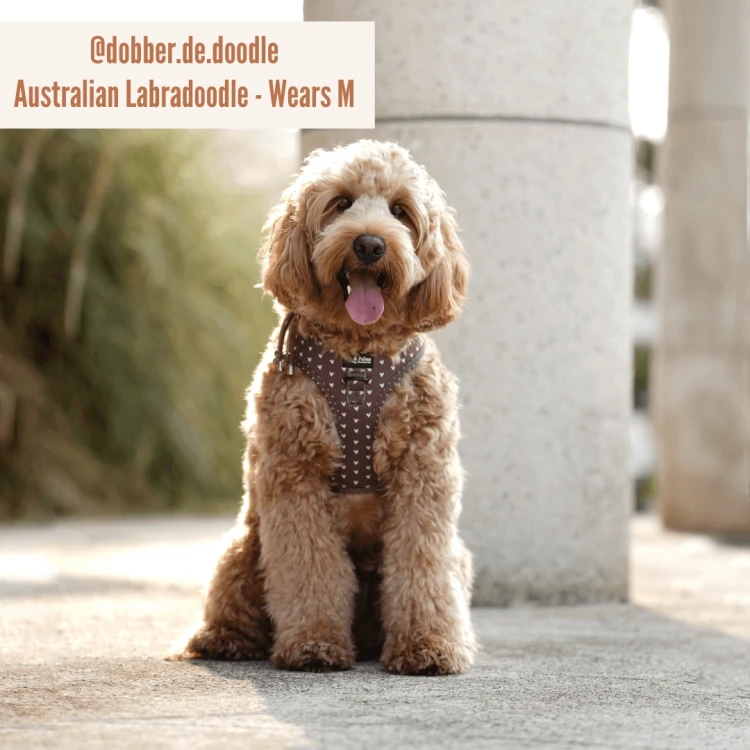 Szelki Pip &amp; Palms Dog Harness Choco Loco Love z szybkoschnącego neoprenu i oddychającej siateczki mesh, regulowane w obwodzie szyi i klatki piersiowej, z metalowym D-ringiem na smycz i zawieszkę, czarne okucia, łatwe w czyszczeniu.