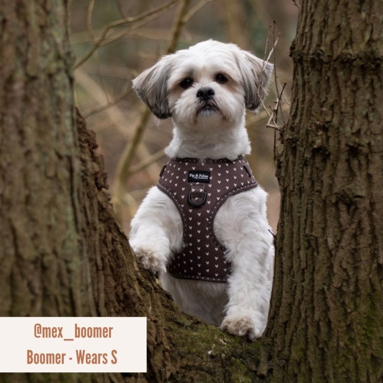 Szelki Pip &amp; Palms Dog Harness Choco Loco Love z szybkoschnącego neoprenu i oddychającej siateczki mesh, regulowane w obwodzie szyi i klatki piersiowej, z metalowym D-ringiem na smycz i zawieszkę, czarne okucia, łatwe w czyszczeniu.