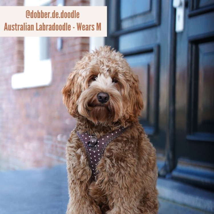 Szelki Pip &amp; Palms Dog Harness Choco Loco Love z szybkoschnącego neoprenu i oddychającej siateczki mesh, regulowane w obwodzie szyi i klatki piersiowej, z metalowym D-ringiem na smycz i zawieszkę, czarne okucia, łatwe w czyszczeniu.