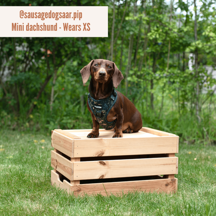 Szelki Pip &amp; Palms Dog Harness Fancy Flora z szybkoschnącego neoprenu i oddychającej siateczki mesh, regulowane w obwodzie szyi i klatki piersiowej, z metalowym D-ringiem na smycz i zawieszkę, czarne okucia, łatwe w czyszczeniu.