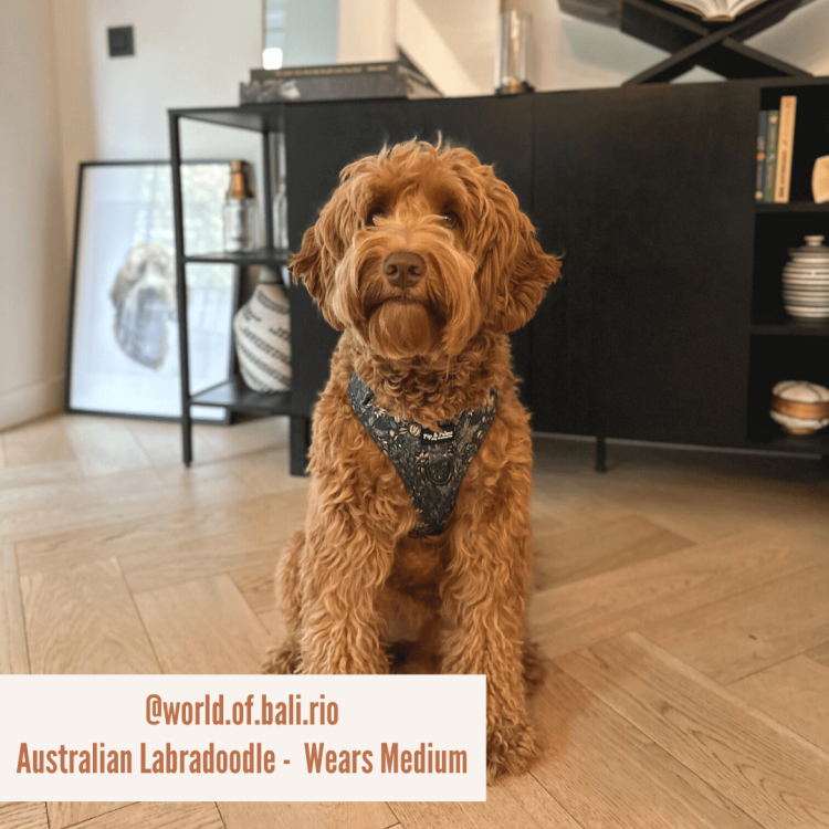 Szelki Pip &amp; Palms Dog Harness Fancy Flora z szybkoschnącego neoprenu i oddychającej siateczki mesh, regulowane w obwodzie szyi i klatki piersiowej, z metalowym D-ringiem na smycz i zawieszkę, czarne okucia, łatwe w czyszczeniu.