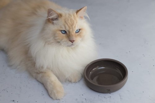 Miska dla kota Treusinn PUR z kamionki w kolorze łupka, o minimalistycznym designie, ręcznie wykonana i szkliwiona, z niskim profilem i lekko uniesionym rantem, stabilna i odporna na stłuczenia.