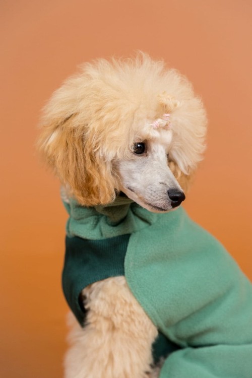 Zielona bluza dla psa PAIKKA Seawool Shirt, z ekologicznej tkaniny Seawool (muszle ostryg i recykling), antybakteryjna, ciepła i oddychająca, z regulowanym kołnierzem