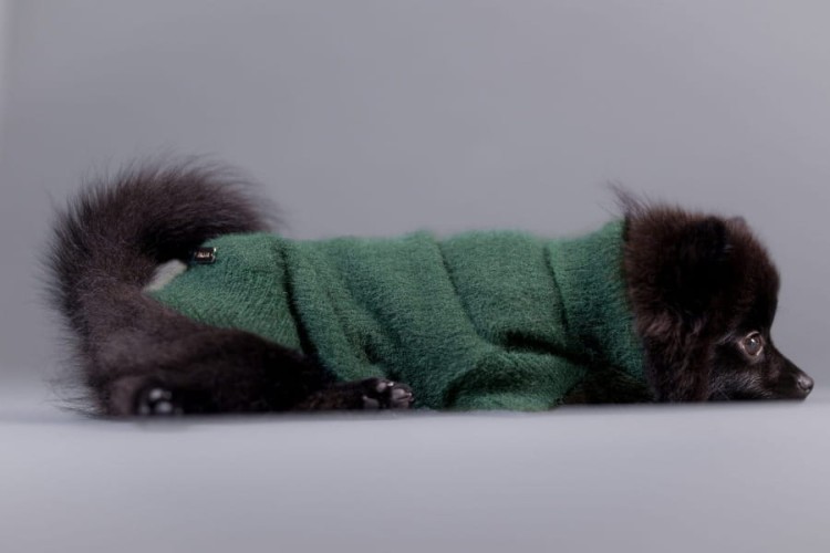 PAIKKA Furry Knit Sweater Green – sweter dla psa na modelu