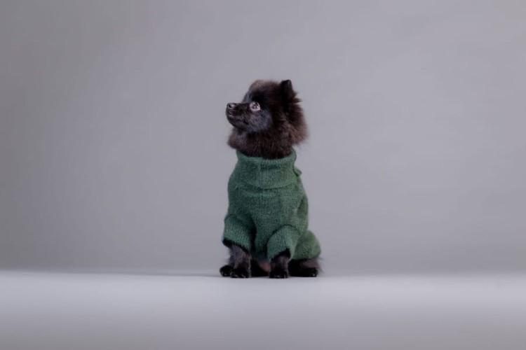 PAIKKA Furry Knit Sweater Green – sweter dla psa na modelu