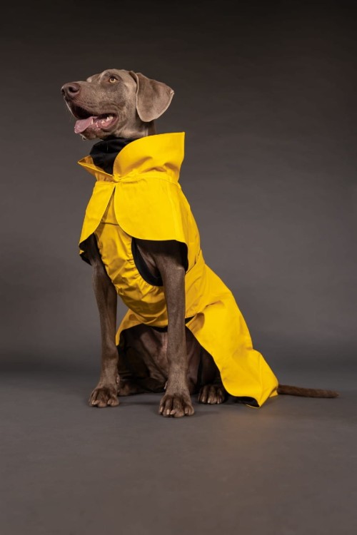 W pełni odblaskowy płaszcz przeciwdeszczowy dla psa PAIKKA Visibility Raincoat Lite, wodoodporny 10000 mm, lekka siateczkowa podszewka, z regulowanym kapturem i otworem na szelki, kolor żółty