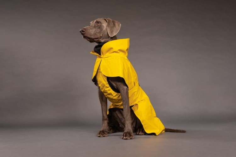 W pełni odblaskowy płaszcz przeciwdeszczowy dla psa PAIKKA Visibility Raincoat Lite, wodoodporny 10000 mm, lekka siateczkowa podszewka, z regulowanym kapturem i otworem na szelki