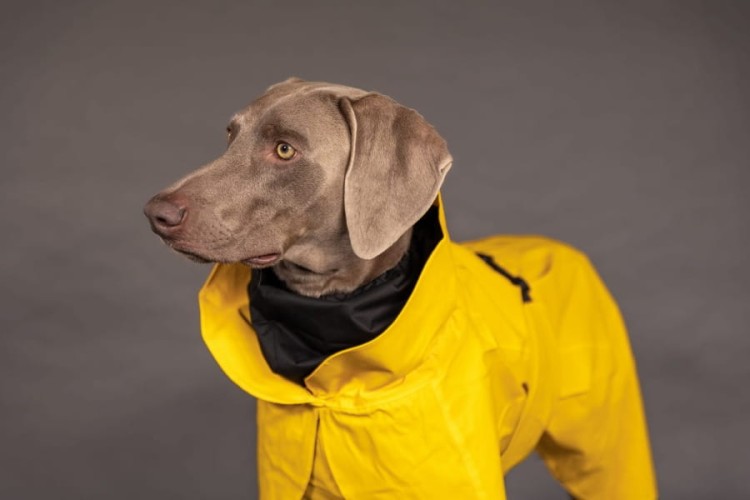 W pełni odblaskowy płaszcz przeciwdeszczowy dla psa PAIKKA Visibility Raincoat Lite, wodoodporny 10000 mm, lekka siateczkowa podszewka, z regulowanym kapturem i otworem na szelki