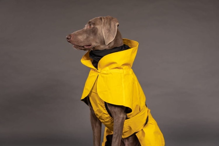 W pełni odblaskowy płaszcz przeciwdeszczowy dla psa PAIKKA Visibility Raincoat Lite, wodoodporny 10000 mm, lekka siateczkowa podszewka, z regulowanym kapturem i otworem na szelki