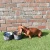 KONG Travel Fold-Up Double Bowl 2x2 3.webp
