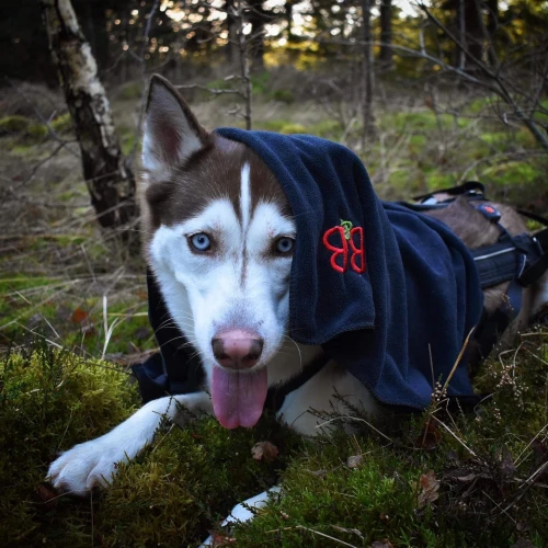 Bardzo chłonny ręcznik Nano B&amp;B z ekologicznej bawełny i bambusa, szybkoschnący, antybakteryjny, idealny do suszenia psa po kąpieli lub deszczu. Rozmiar L/XL