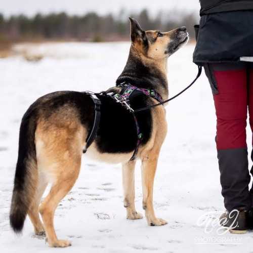 Zabezpieczenie dla psa Finnero Rescue Waist Lock, pas zapobiegający ucieczce z szelek, regulowany obwód, miękkie podszycie z polaru, odblaskowe detale, do użytku z szelkami non-pull