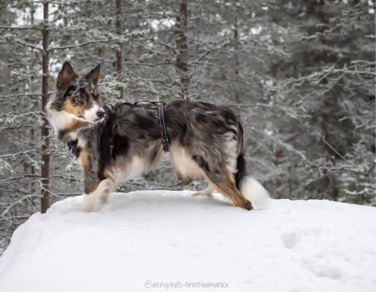 Zabezpieczenie dla psa Finnero Rescue Waist Lock, pas zapobiegający ucieczce z szelek, regulowany obwód, miękkie podszycie z polaru, odblaskowe detale, do użytku z szelkami non-pull