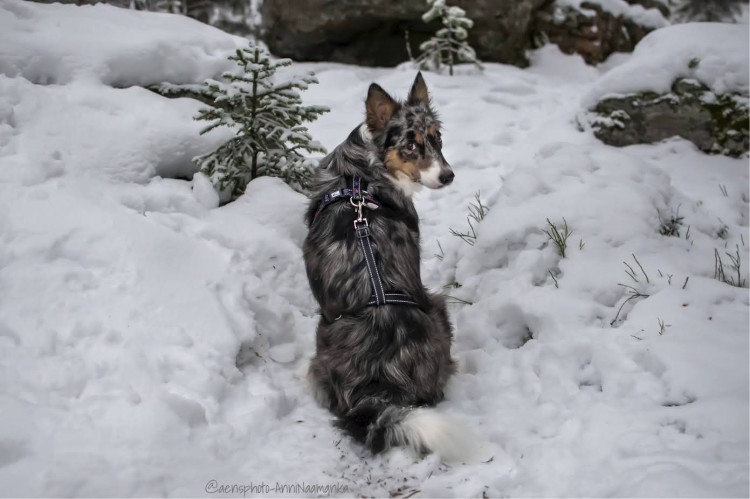 Zabezpieczenie dla psa Finnero Rescue Waist Lock, pas zapobiegający ucieczce z szelek, regulowany obwód, miękkie podszycie z polaru, odblaskowe detale, do użytku z szelkami non-pull
