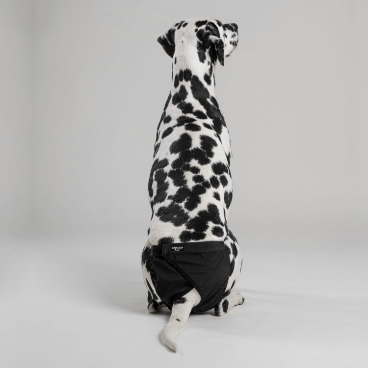 Majtki higieniczne dla suki Finnero BRAVA, wodoodporny i oddychający softshell, na cieczkę i nietrzymanie moczu, z regulowanymi paskami i wewnętrzną kieszenią na wkładkę