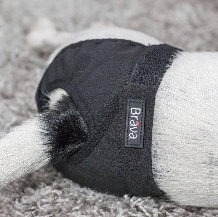 Majtki higieniczne dla suki Finnero BRAVA, wodoodporny i oddychający softshell, na cieczkę i nietrzymanie moczu, z regulowanymi paskami i wewnętrzną kieszenią na wkładkę