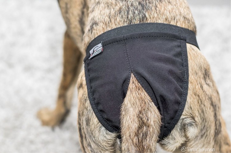 Majtki higieniczne dla suki Finnero BASIC, oddychający i nieprzemakalny softshell, na cieczkę i nietrzymanie moczu, z regulowanym pasem i kieszonką na wkładkę higieniczną