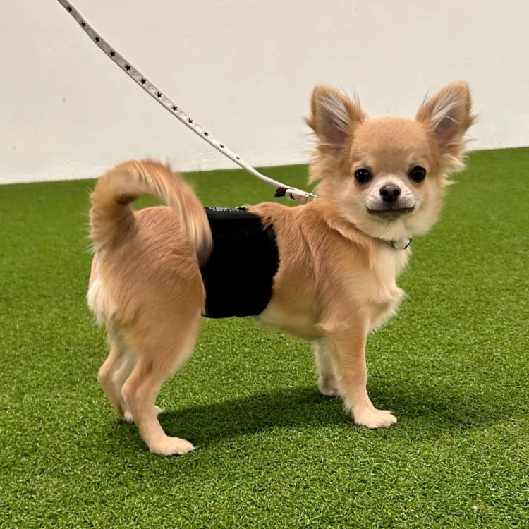 Pas ochronny dla psa Finnero JustinCase Male Dog Wrap, na znaczenie terenu i nietrzymanie moczu, oddychający, wodoodporny, kieszeń na wkład chłonny, zapinany na rzep