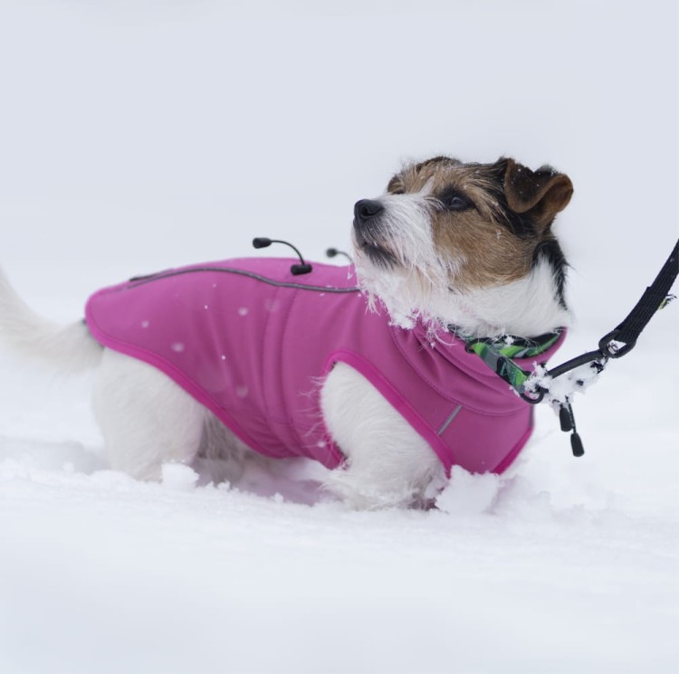 Kurtka softshell dla psa Finnero SPORT, wiatro- i wodoodporna, ciepła polarowa podszewka, zamek na grzbiecie, odblaskowe elementy, elastyczny i oddychający materia