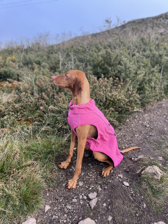 Kurtka softshell dla psa Finnero SPORT, wiatro- i wodoodporna, ciepła polarowa podszewka, zamek na grzbiecie, odblaskowe elementy, elastyczny i oddychający materia