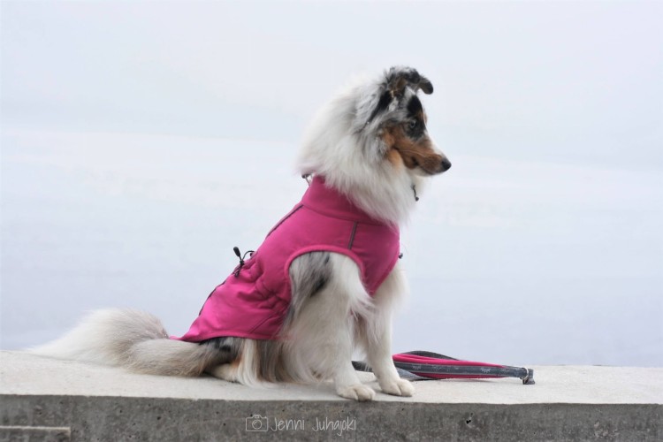 Kurtka softshell dla psa Finnero SPORT, wiatro- i wodoodporna, ciepła polarowa podszewka, zamek na grzbiecie, odblaskowe elementy, elastyczny i oddychający materia