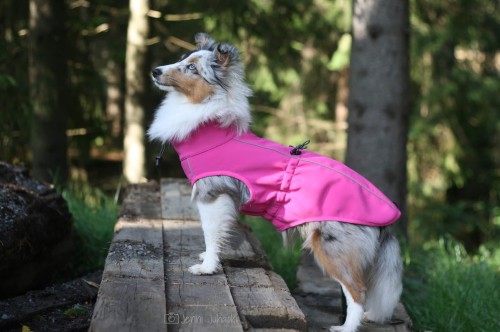 Kurtka softshell dla psa Finnero SPORT, wiatro- i wodoodporna, ciepła polarowa podszewka, zamek na grzbiecie, odblaskowe elementy, elastyczny i oddychający materia