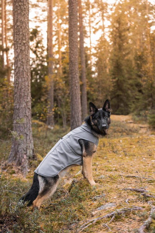 Całoroczna kurtka softshell dla psa Finnero SPORT, wiatro- i wodoodporna, polarowa podszewka, wydłużony krój, gumki na łapy, zamek na smycz, odblaskowe detale