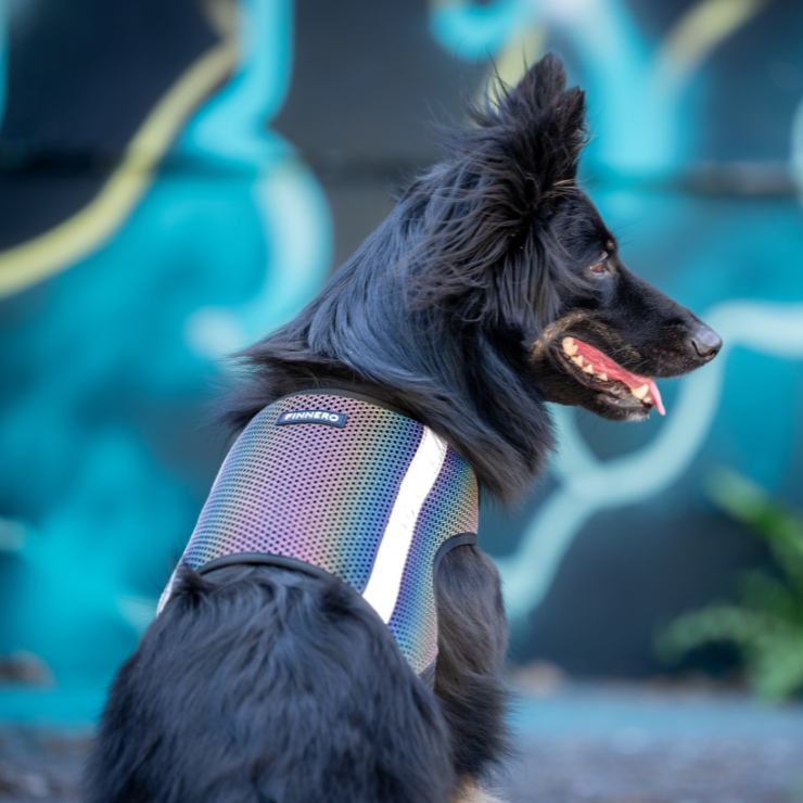 Wielobarwna kamizelka odblaskowa dla psa Finnero GLOW, tęczowy efekt odblaskowy, lekki oddychający poliester, regulowane zapięcia na rzep, dla maksymalnej widoczności po zmroku