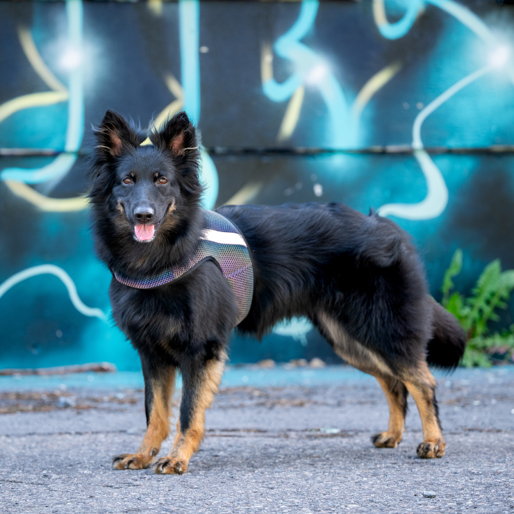 Wielobarwna kamizelka odblaskowa dla psa Finnero GLOW, tęczowy efekt odblaskowy, lekki oddychający poliester, regulowane zapięcia na rzep, dla maksymalnej widoczności po zmroku