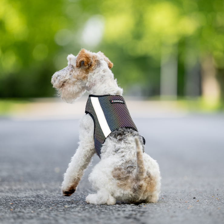 Wielobarwna kamizelka odblaskowa dla psa Finnero GLOW, tęczowy efekt odblaskowy, lekki oddychający poliester, regulowane zapięcia na rzep, dla maksymalnej widoczności po zmroku