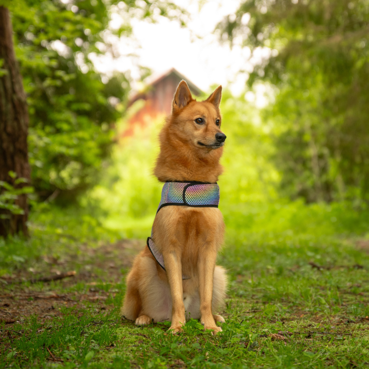 Wielobarwna kamizelka odblaskowa dla psa Finnero GLOW, tęczowy efekt odblaskowy, lekki oddychający poliester, regulowane zapięcia na rzep, dla maksymalnej widoczności po zmroku