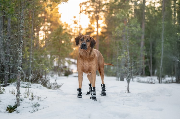 Buciki dla psa Finnero HALLA Softshell, wodoodporne i oddychające, odblaskowe paski, długa cholewka, regulowane zapięcia na rzep, ochrona łap przed chłodem i wilgocią