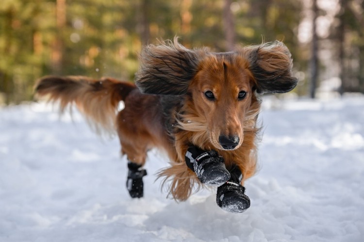 Buciki dla psa Finnero HALLA Softshell, wodoodporne i oddychające, odblaskowe paski, długa cholewka, regulowane zapięcia na rzep, ochrona łap przed chłodem i wilgocią