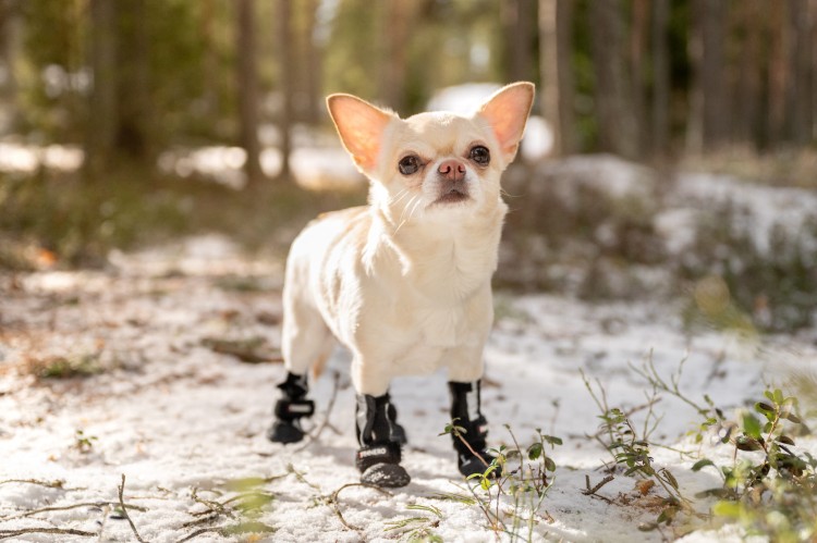 Buciki dla psa Finnero HALLA Softshell, wodoodporne i oddychające, odblaskowe paski, długa cholewka, regulowane zapięcia na rzep, ochrona łap przed chłodem i wilgocią