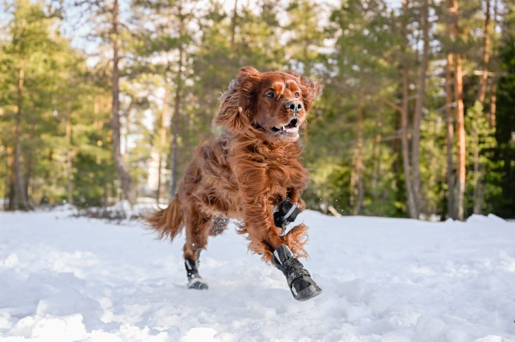Buciki dla psa Finnero HALLA Softshell, wodoodporne i oddychające, odblaskowe paski, długa cholewka, regulowane zapięcia na rzep, ochrona łap przed chłodem i wilgocią