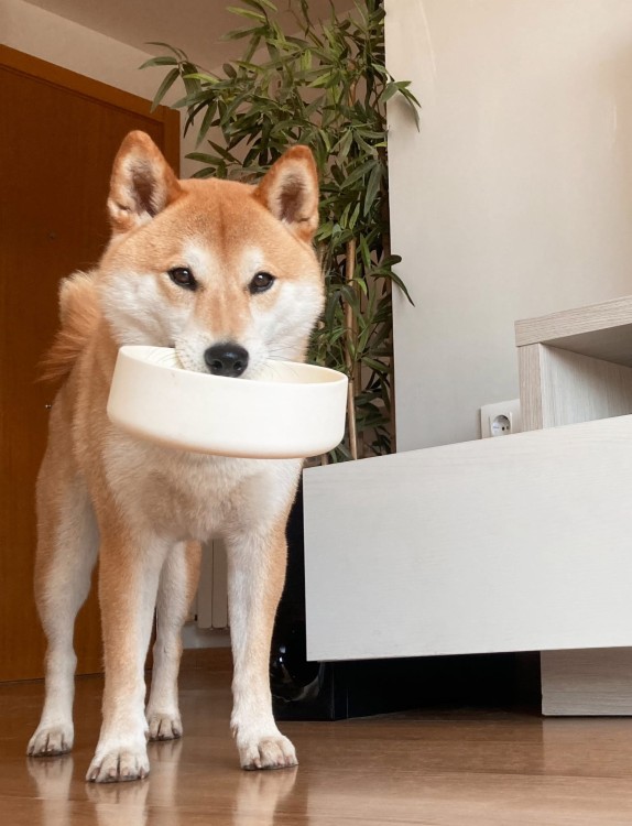 Antypoślizgowa miska dla psa Tadahzi Creme, wykonana z nietoksycznego silikonu spożywczego, bezzapachowa, w minimalistycznym kremowym kolorze, można myć w zmywarce