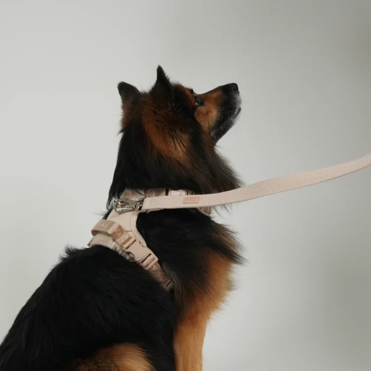 Smycz dla psa Staey Elma Dog Leash w kolorze Light Rose, duński design, z karabińczykiem z blokadą bezpieczeństwa, długość 152 cm, wygodny, miękki uchwyt