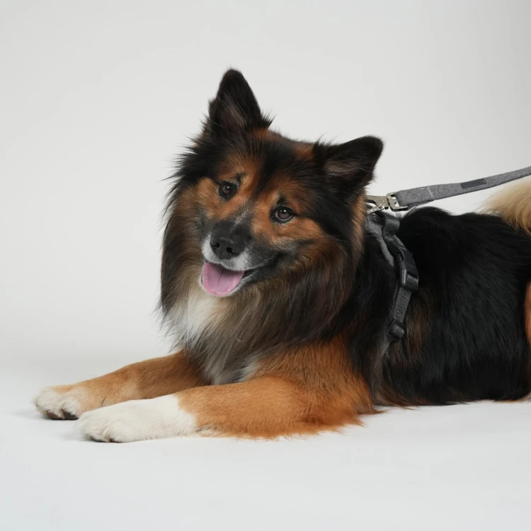 Smycz dla psa Staey Elma Dog Leash w kolorze Dusty Blue, duński design, z karabińczykiem z blokadą bezpieczeństwa, długość 152 cm, wygodny uchwyt