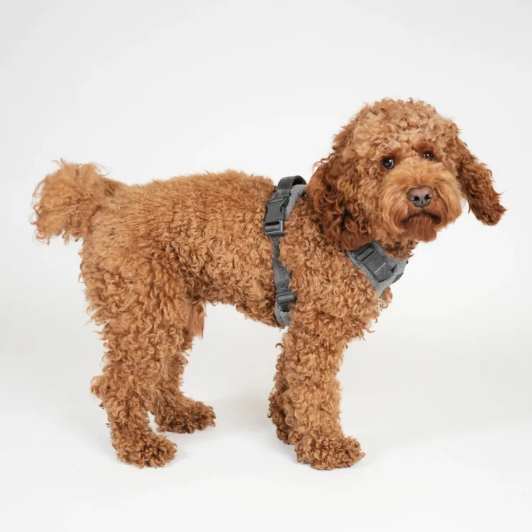 Szelki dla psa Staey Elma Dog Harness Dusty Blue, duński design, z miękką wyściółką i dwoma D-ringami, łatwe zakładanie, chronią szyję i kręgosłup