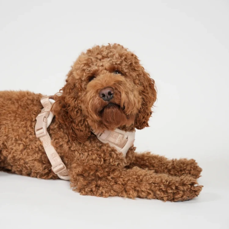 Ergonomiczne szelki dla psa Staey Elma Harness, duński design, z miękką wyściółką, podwójne zapięcie przy szyi i klatce, z dwoma D-ringami