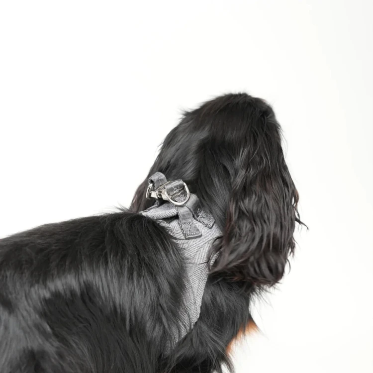 Szelki dla psa Staey Saga Step-In, łatwe zakładanie bez przekładania przez głowę, z miękką, oddychającą wyściółką, bezpieczne zapięcie na rzep i zatrzask