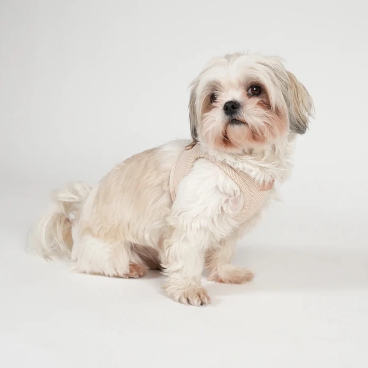 Szelki dla psa Staey Saga Step-In, łatwe zakładanie bez przekładania przez głowę, z miękką, oddychającą wyściółką i ergonomicznym krojem, bezpieczne zapięcie na rzep i zatrzask