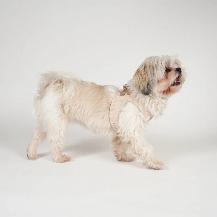 Szelki dla psa Staey Saga Step-In, łatwe zakładanie bez przekładania przez głowę, z miękką, oddychającą wyściółką i ergonomicznym krojem, bezpieczne zapięcie na rzep i zatrzask