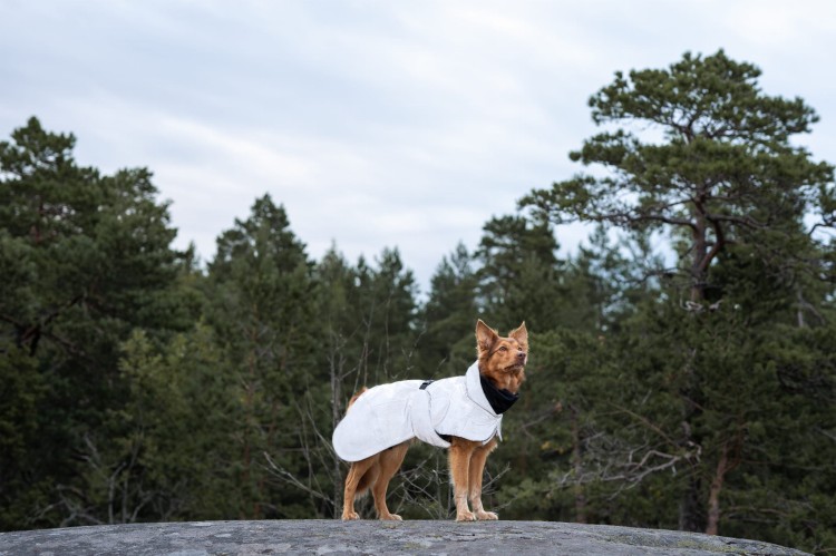 Odblaskowa kurtka zimowa dla psa PAIKKA Visibility Dark, z ociepleniem 3M Thinsulate i podszewką FIR regenerującą mięśnie, wodoodporność 10000 mm, z otworem na szelki