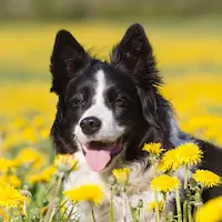 kategoria główna wiosna