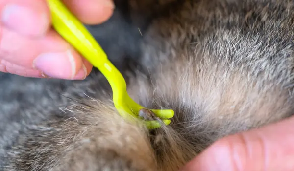 usuwanie kleszcza u psa