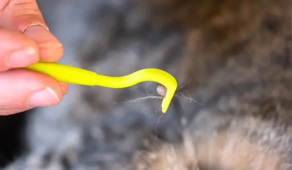 usuwanie kleszcza za pomocą kleszczołapek