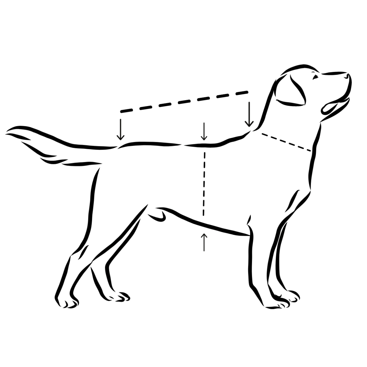 tabela rozmiarów PAIKKA Seawool